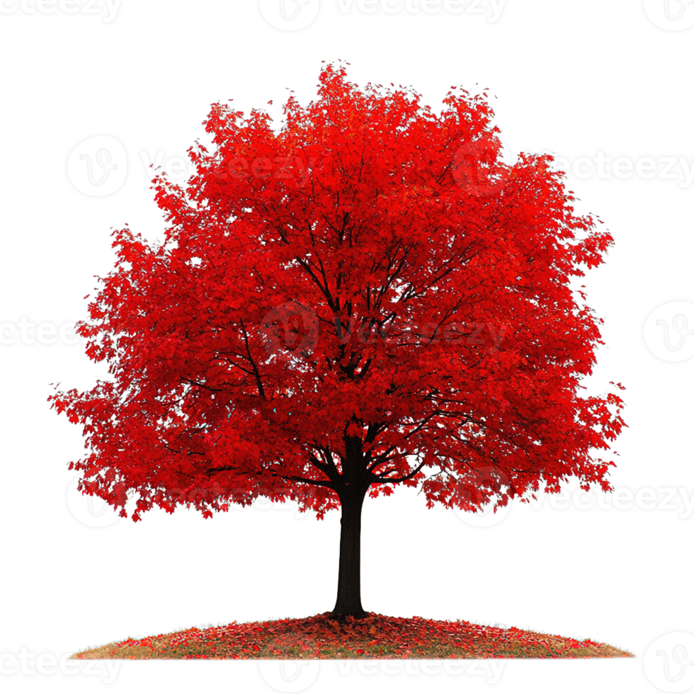 Isolated Autumn Maple Tree with Bright Red Foliage on Transparent Background png