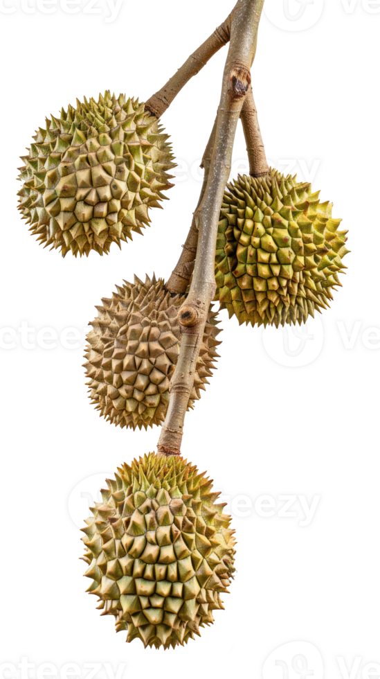 durian fruit on branch isolate on transparency background png