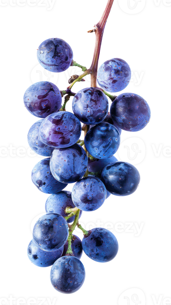 Blue grapes on branch isolate on transparency background png