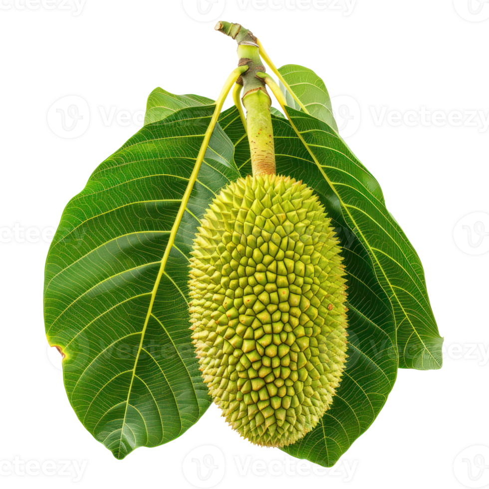 jackfruit Leaf isolate on transparency background png
