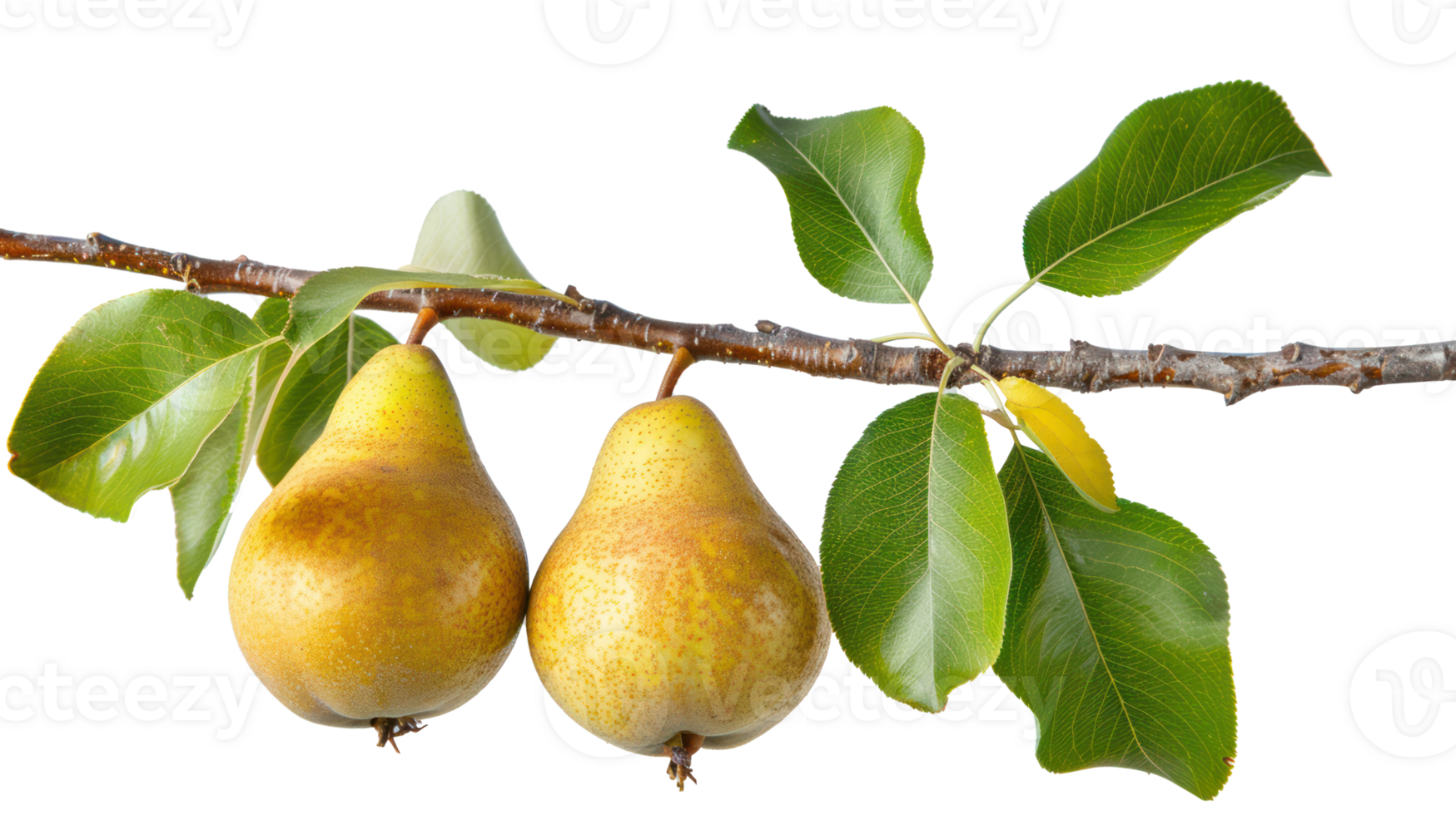 pear on branch isolate on transparency background png