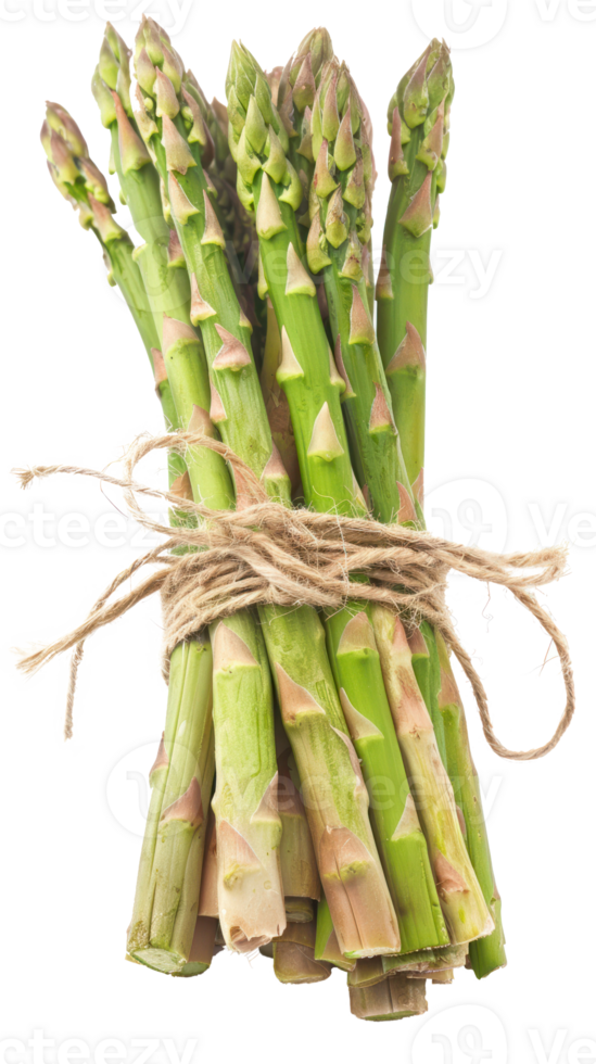 Bundle of asparagus isolate on transparency background png