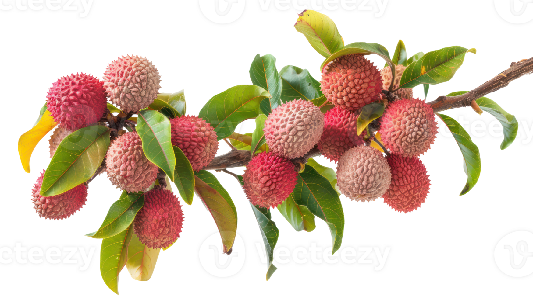 Lychee on branch isolate on transparency background png