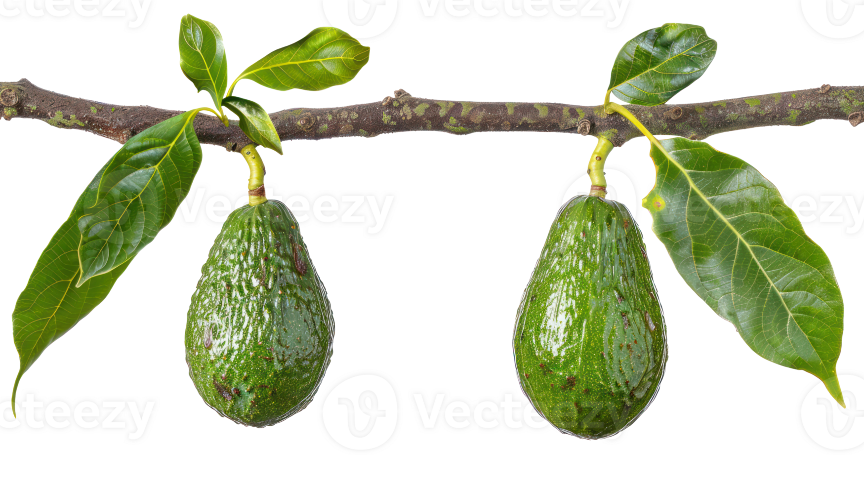 Avocado on branch isolate on transparency background png