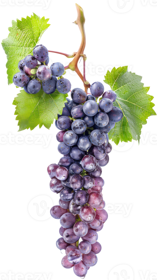 grapes vine isolate on transparency background png