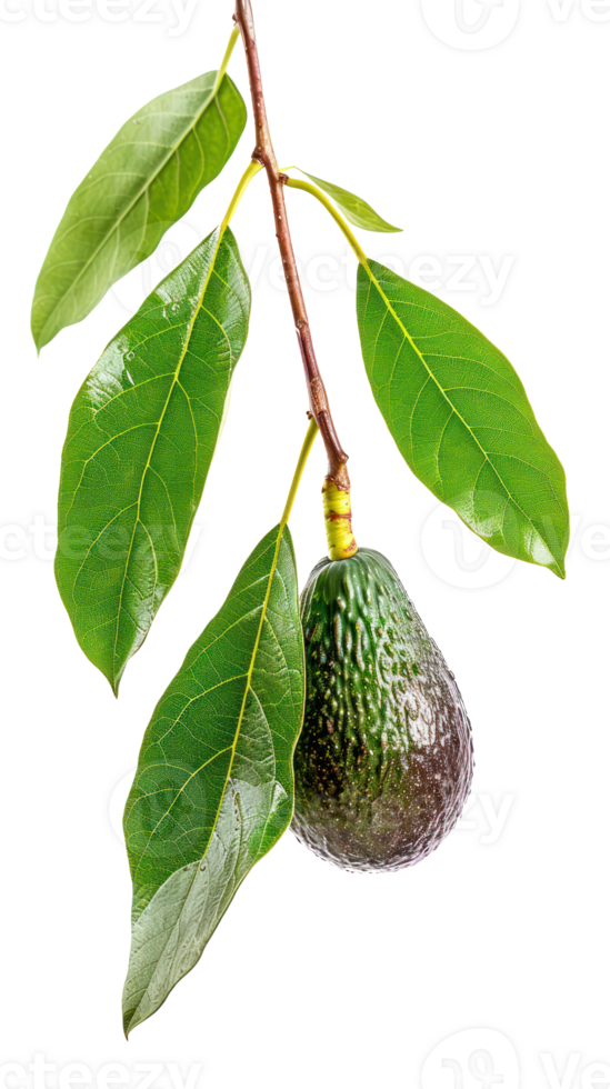 Avocado on branch isolate on transparency background png