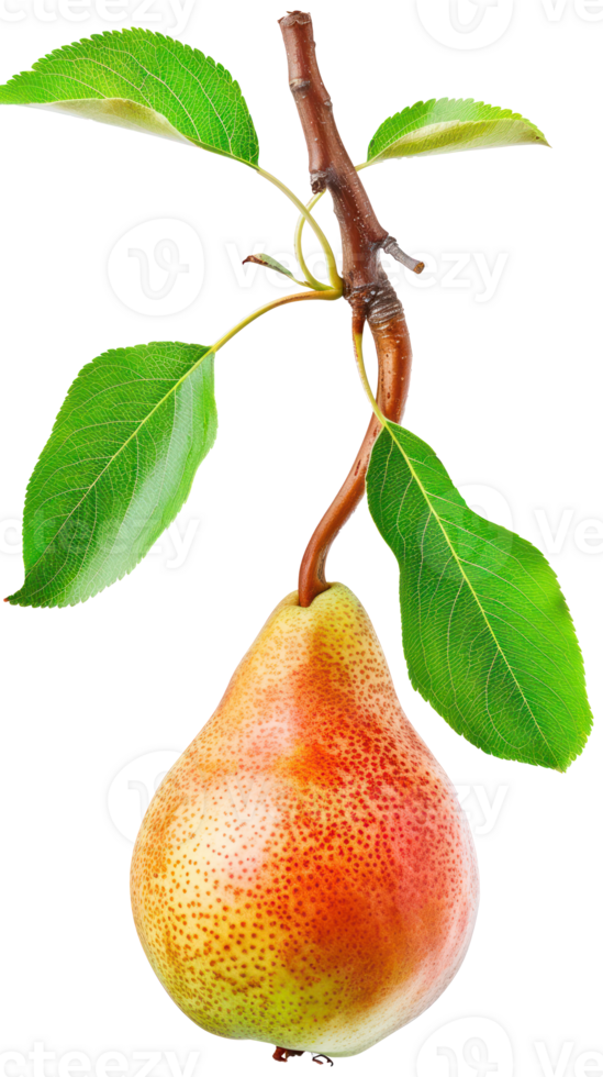 pear on branch isolate on transparency background png