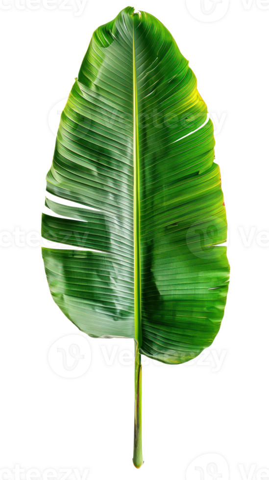 Banana palm leaf isolate on transparency background png