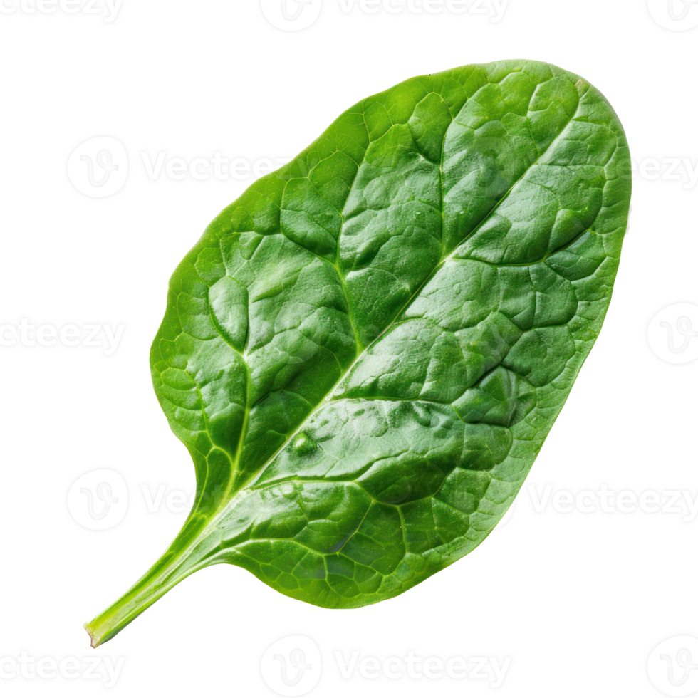 Piece of Spinach isolate on transparency background png