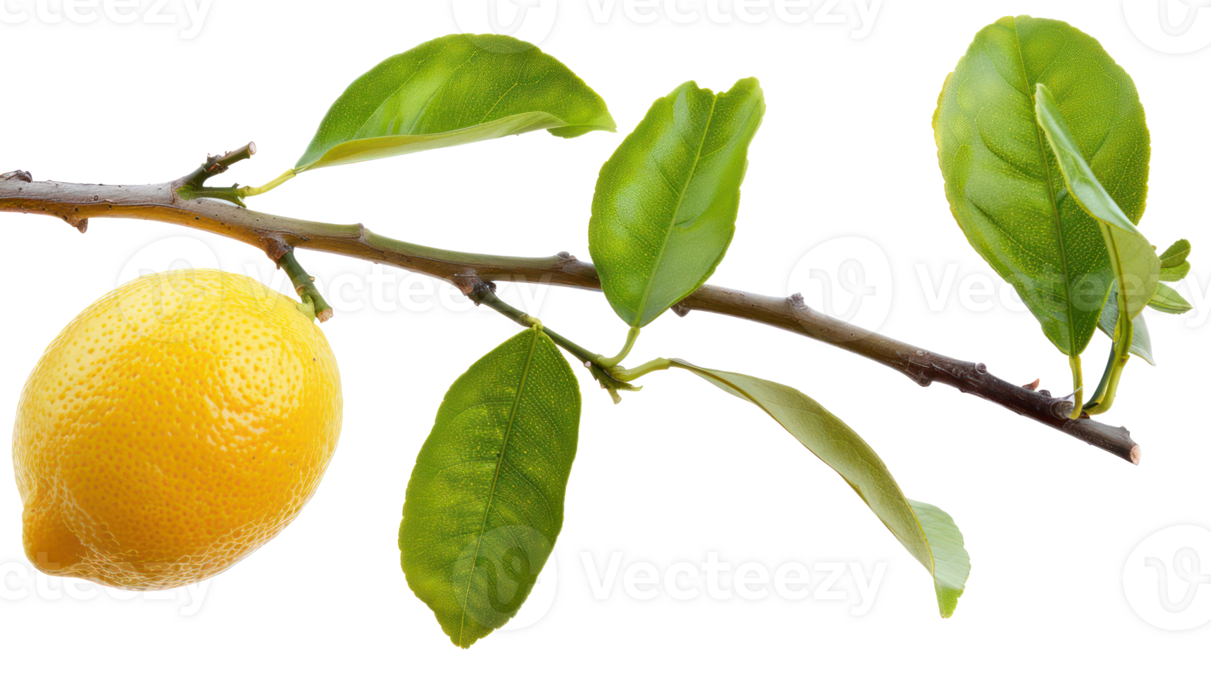 Lemon on branch isolate on transparency background png