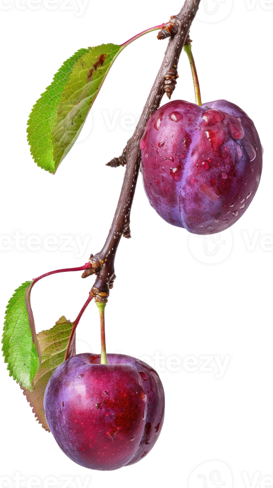 Plum on branch isolate on transparency background png