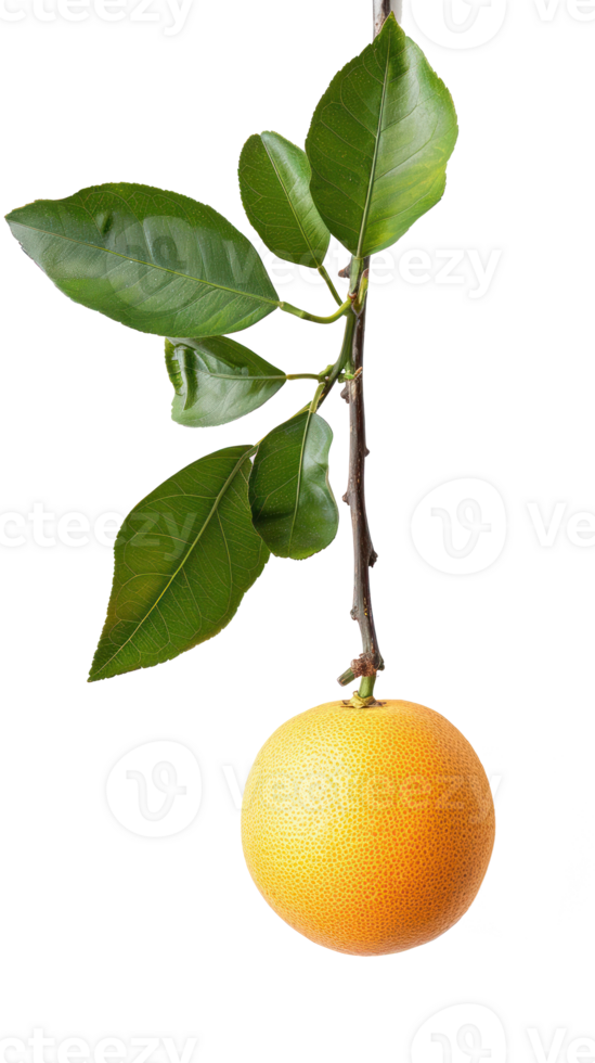 Grapefruit on branch isolate on transparency background png