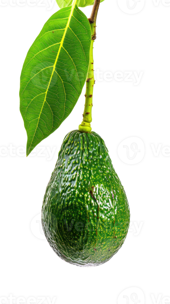 Avocado on branch isolate on transparency background png