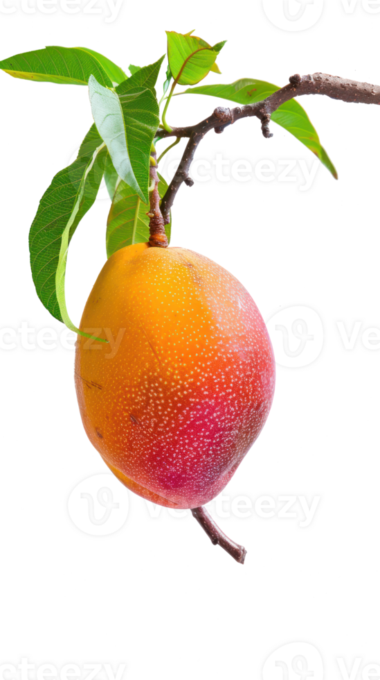 Mango on branch isolate on transparency background png