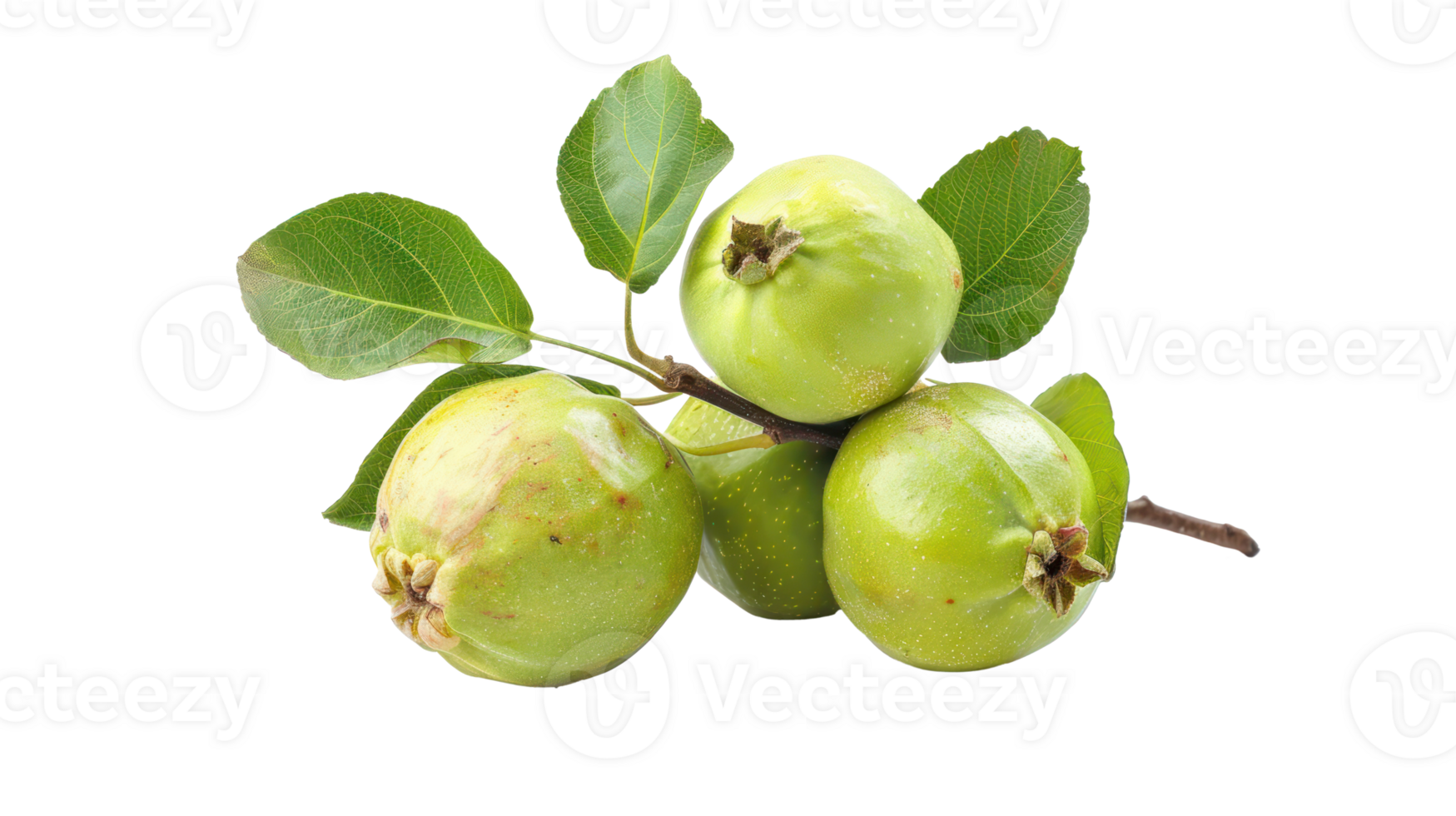 Guava on branch isolate on transparency background png