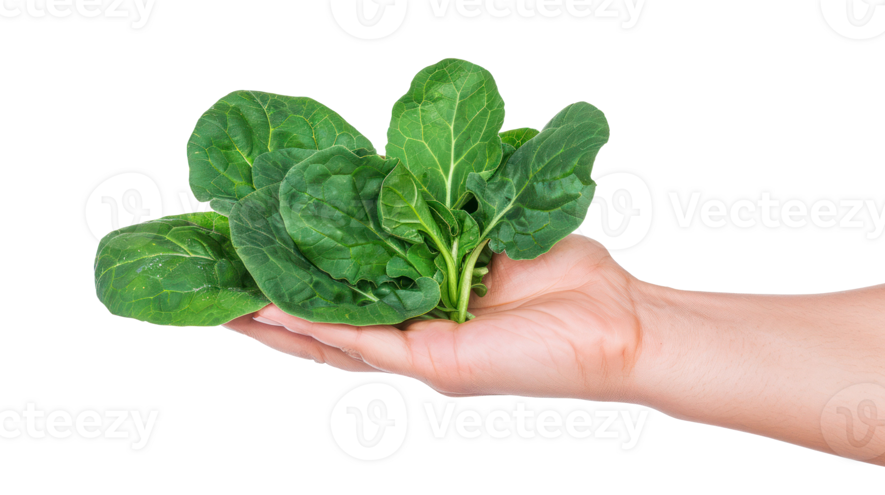 Hand holding Spinach isolate on transparency background png