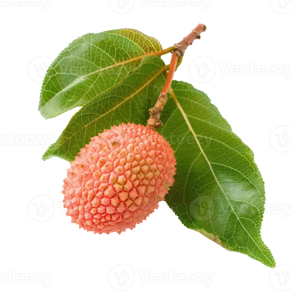 Lychee Leaf isolate on transparency background png