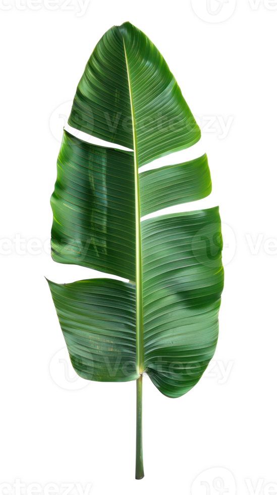 Banana palm leaf isolate on transparency background png