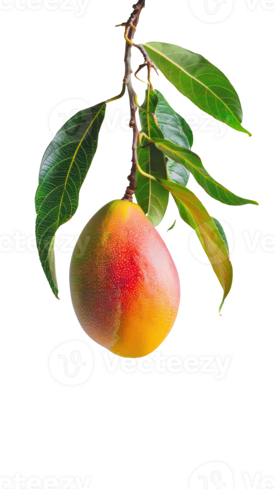 Mango on branch isolate on transparency background png