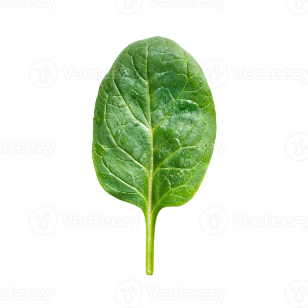 Piece of Spinach isolate on transparency background png