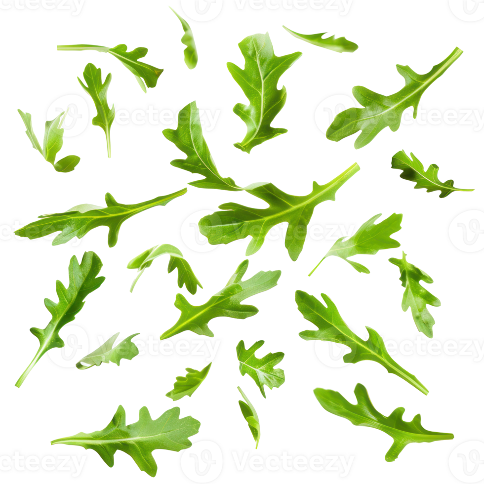 falling Arugula leaves isolate on transparency background png