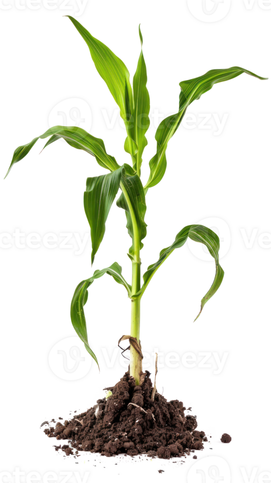 Corn plant isolate on transparency background png