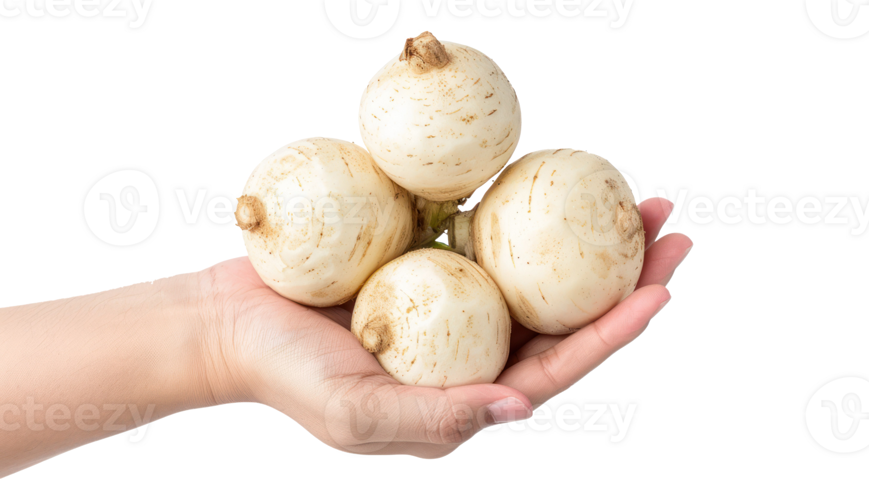 Hand holding Jicama isolate on transparency background png