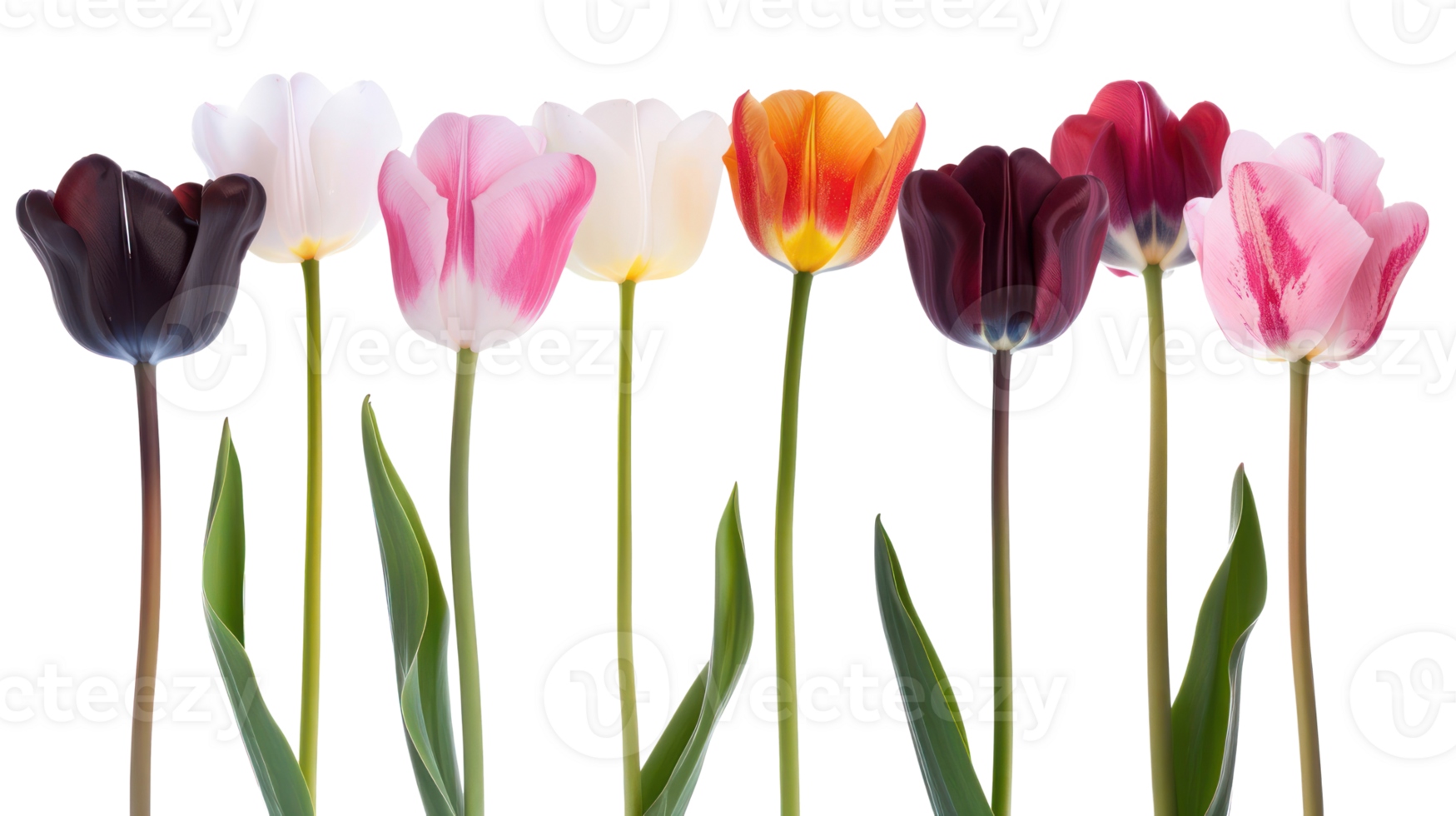 Seven different color tulip flower isolate on transparency background png