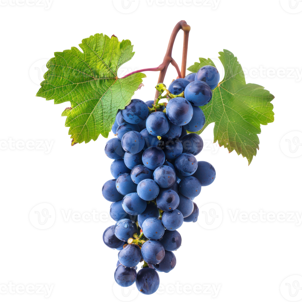 Blue grapes wine front view isolate on transparency background png