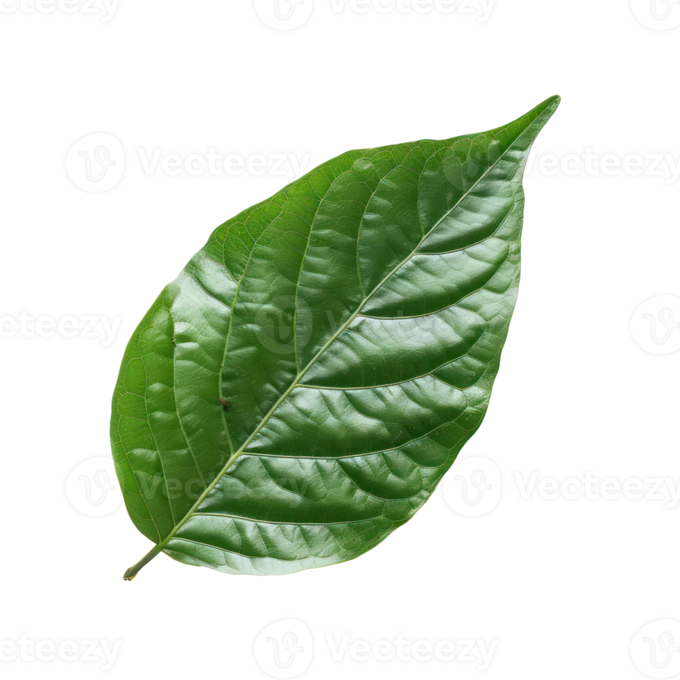 Avocado Leaf isolate on transparency background png