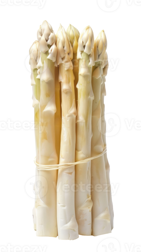 White asparagus isolate on transparency background png