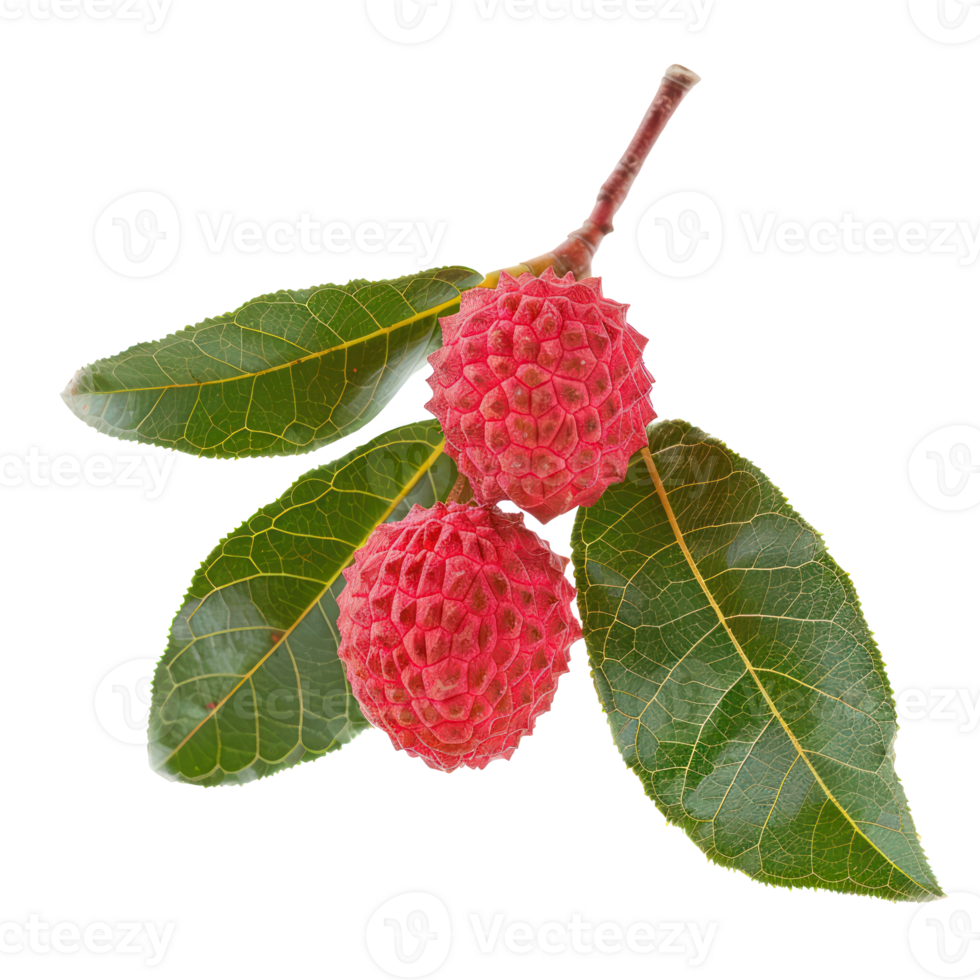 Lychee Leaf isolate on transparency background png