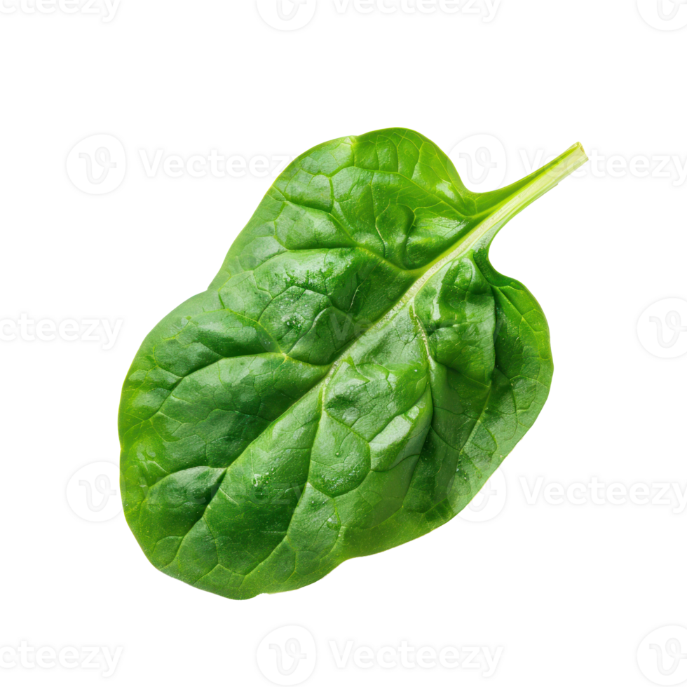 Piece of Spinach isolate on transparency background png