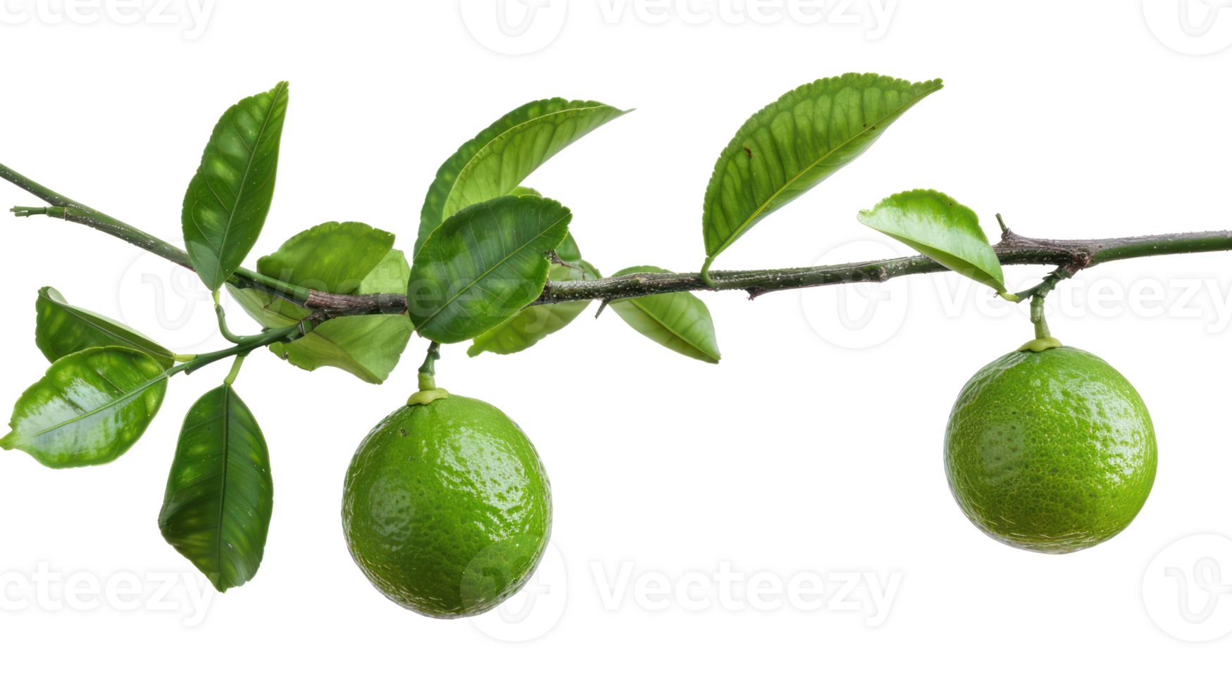 Lime on branch isolate on transparency background png