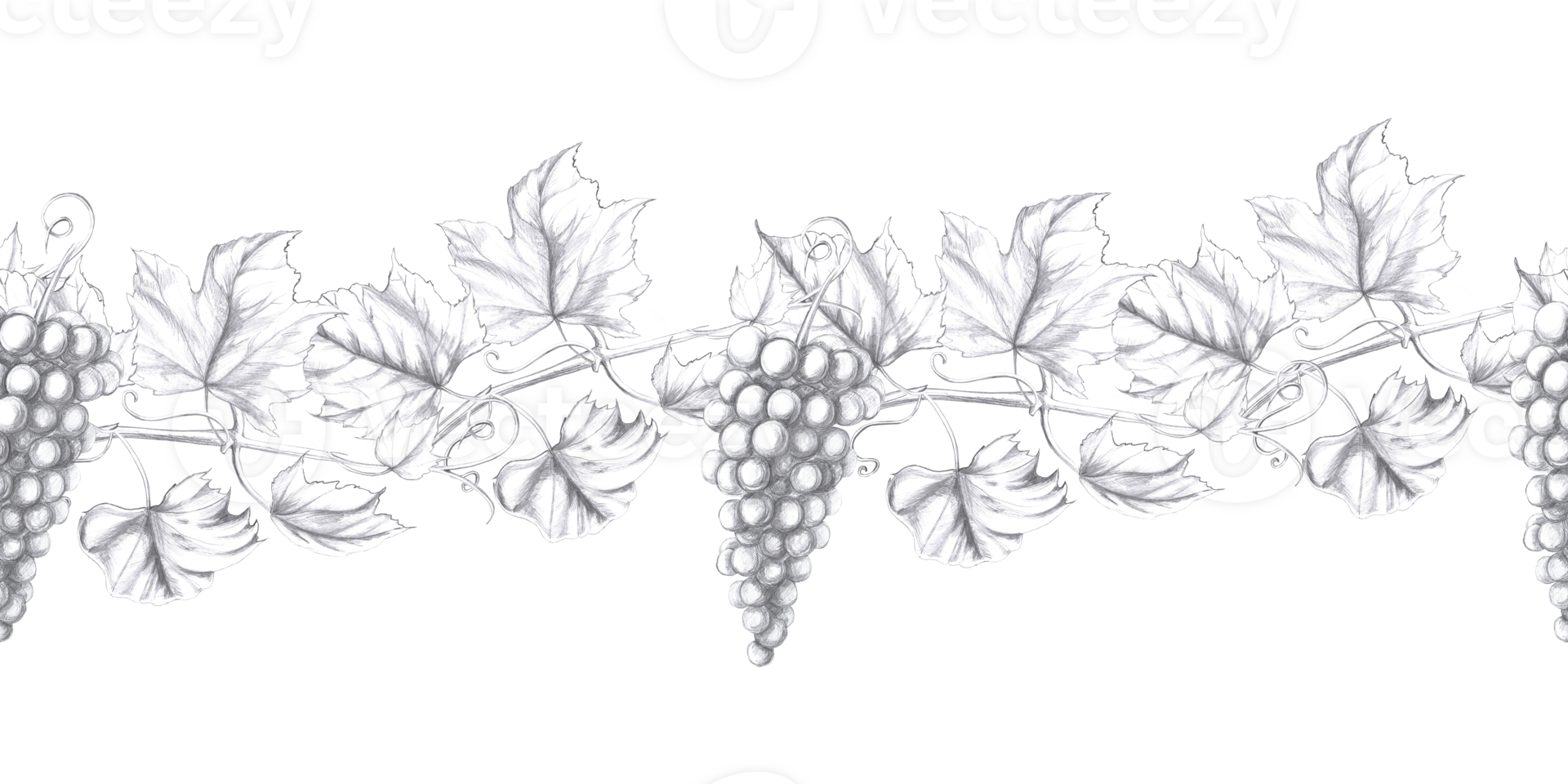 Seamless border with bunch of grapes and vine. Isolated pencil illustration in realistic style for design of postcards, bar menu, juices, printing on fabric, menu design, alcoholic products. png