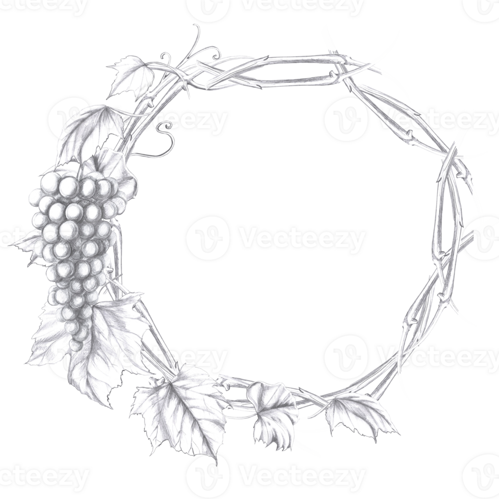 Wreath of intertwined vine branches, berries and grape leaves. Isolated pencil illustration for design in realistic style for menu design, cookbooks, restaurant interior design, alcoholic beverages png