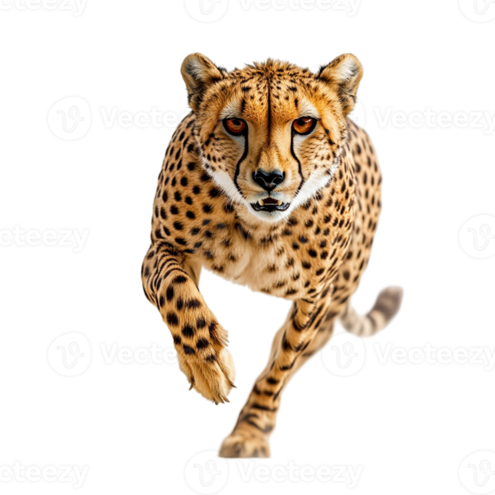 A cheetah running on a black background png
