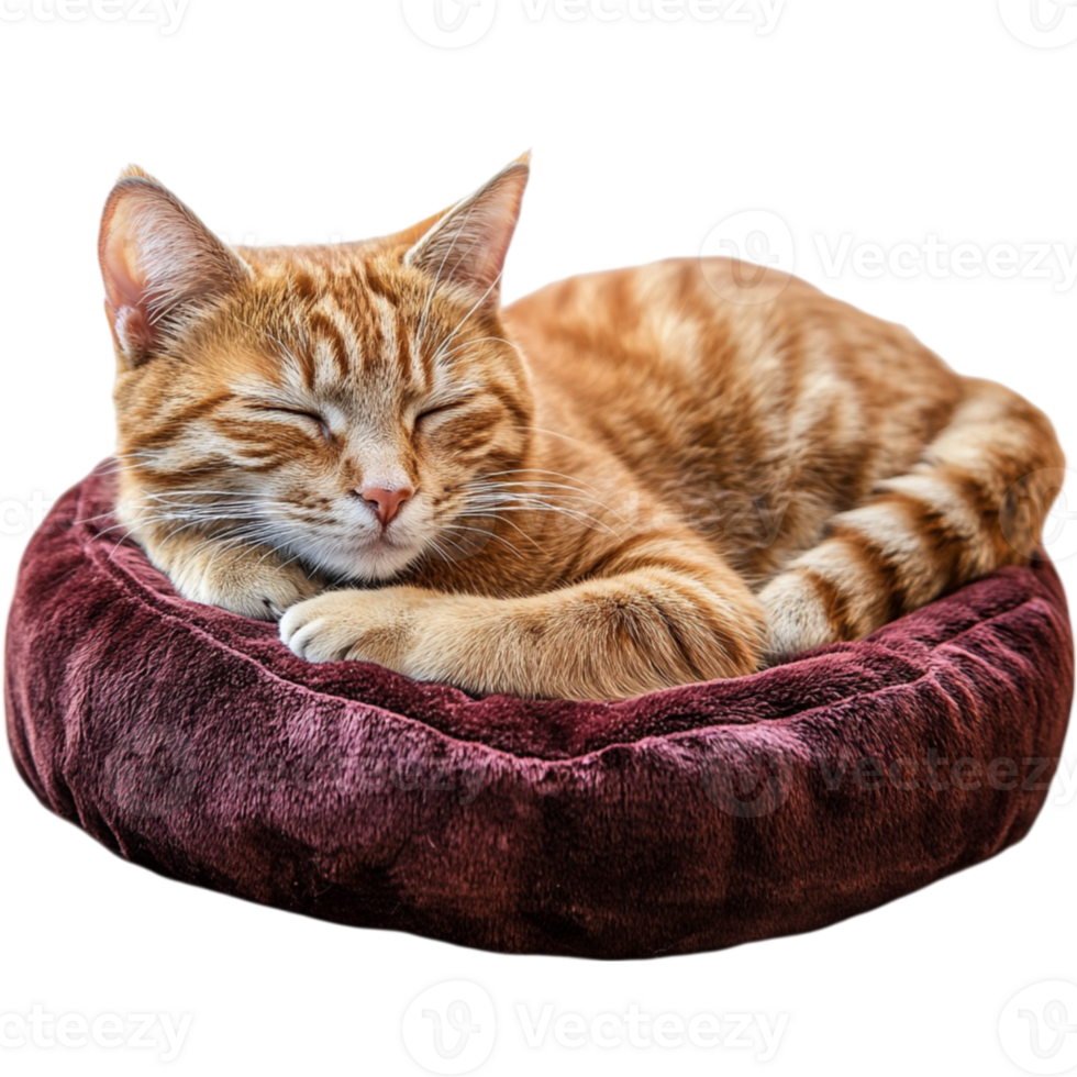 A cat laying down in a bed png