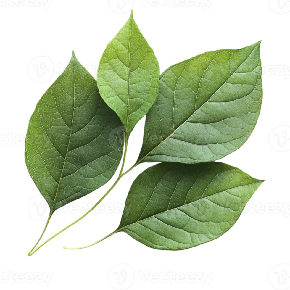 Green leaves isolated on transparent background png