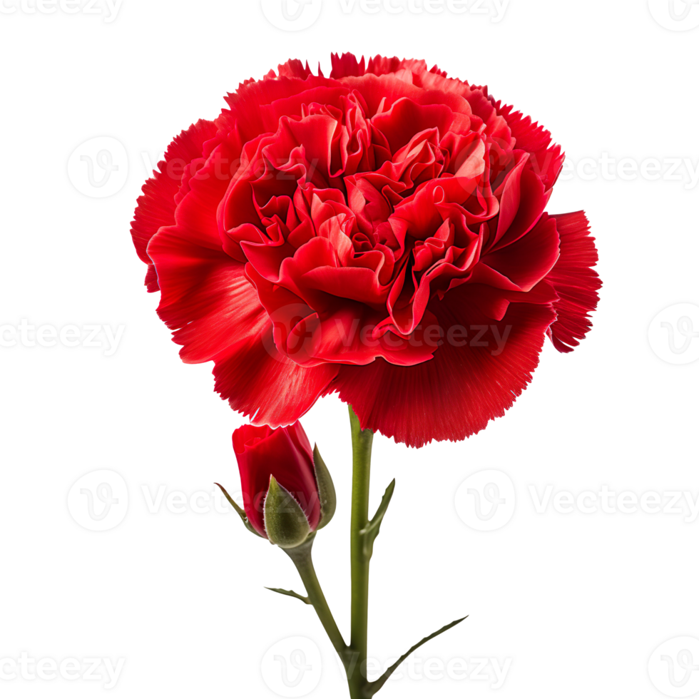 red carnation flower isolated on transparent background png