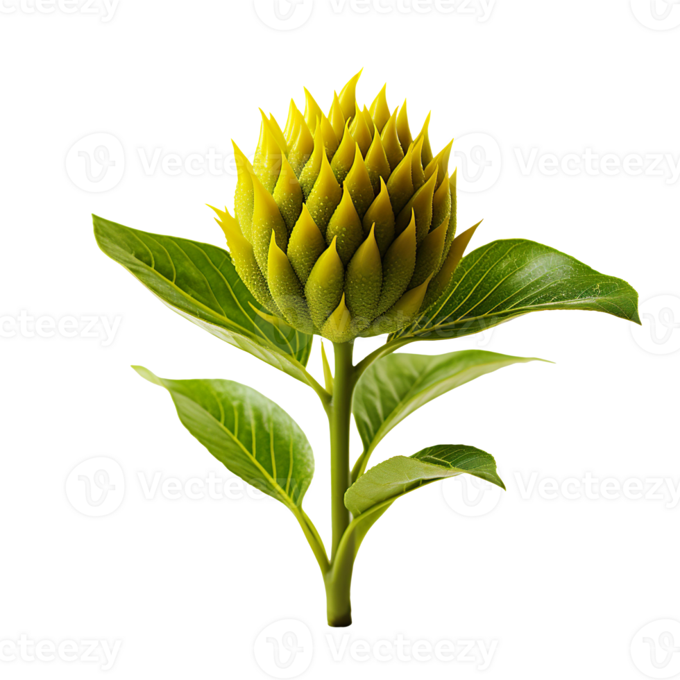Sunflower bud isolated on transparent background png
