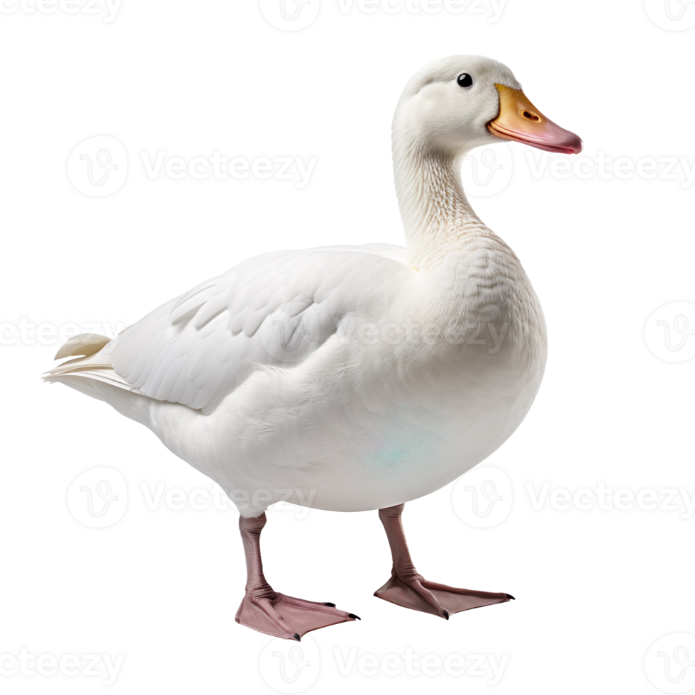 white duck isolated on transparent background png
