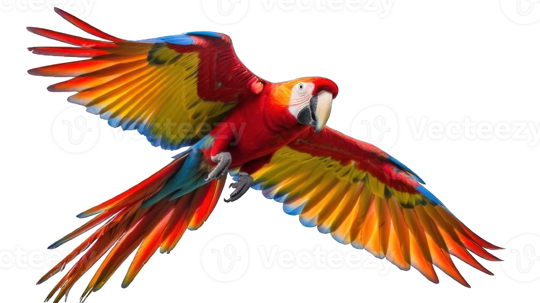Collection of . Parrot, isolated on a transparency background. png