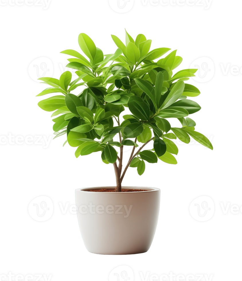 green plant in pot on transparent background png
