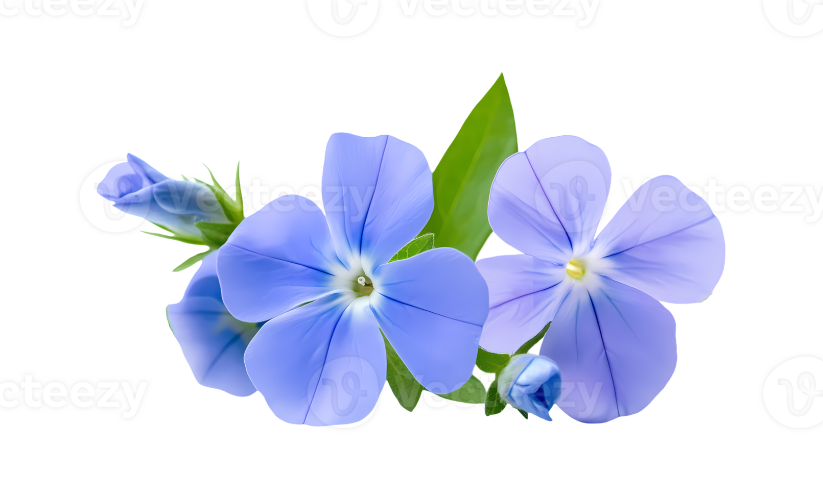 Small blue Cape leadwort flower bouquet isolated on transparent background png