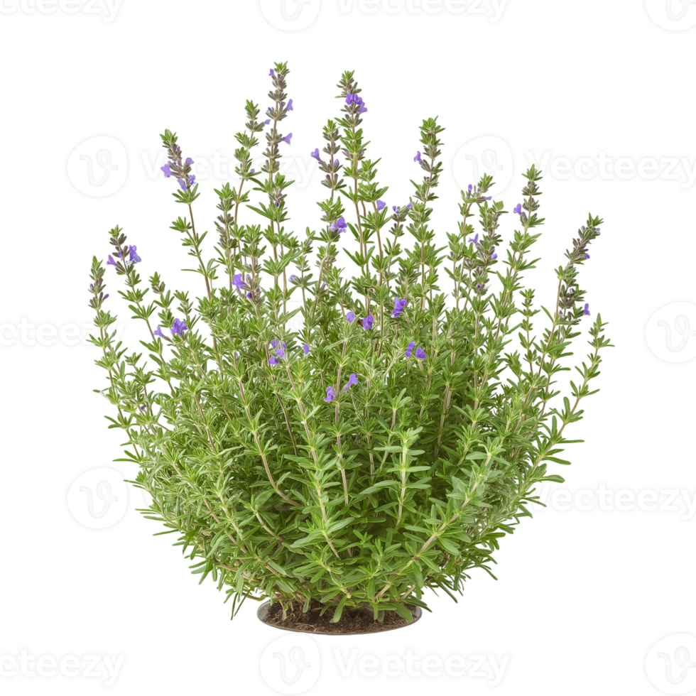 The rosemary plant herbaceous, perennial shrub presented as a frontal bush isolated on transparent background png