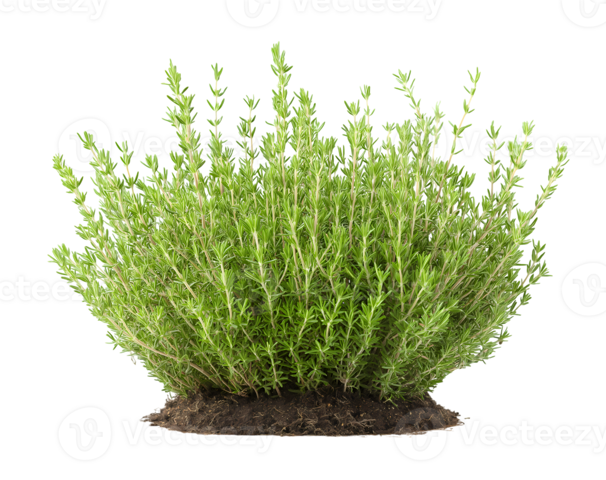 The rosemary plant herbaceous, perennial shrub presented as a frontal bush isolated on transparent background png