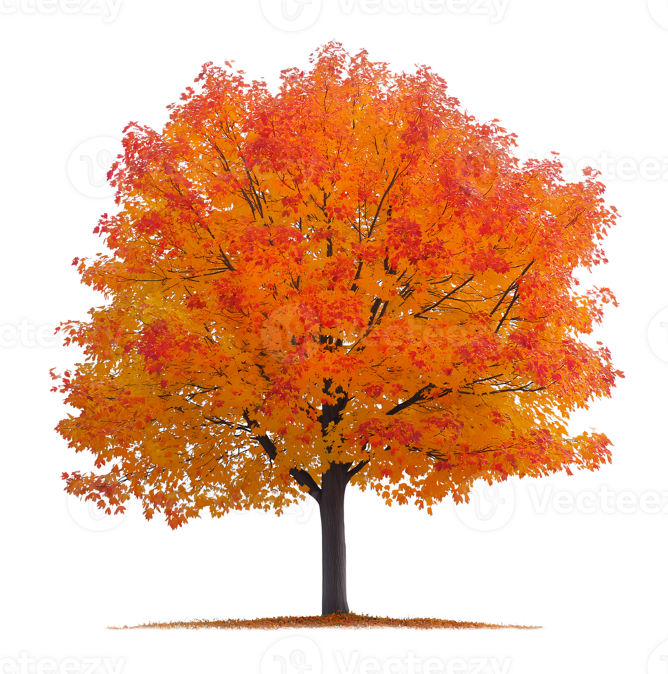 Sugar Maple Tree isolated on transparent background png