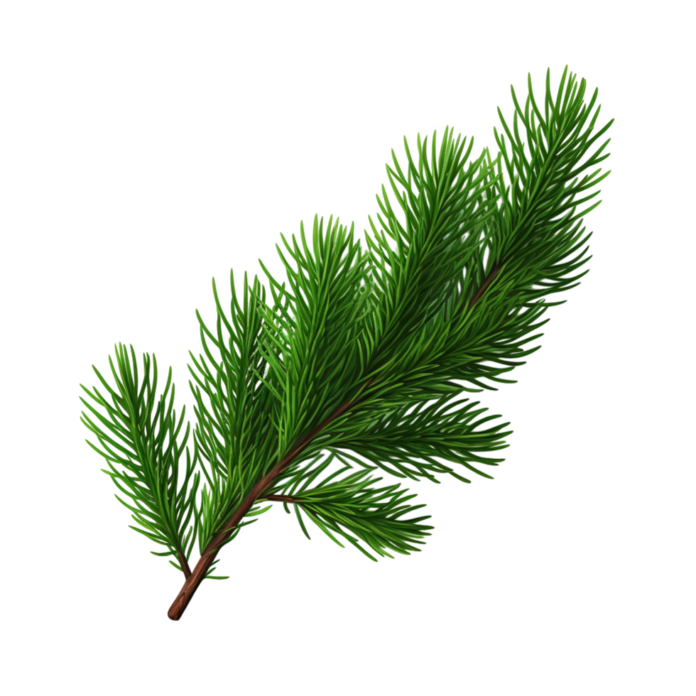 Pine Tree Branch with Fresh Green Needles png