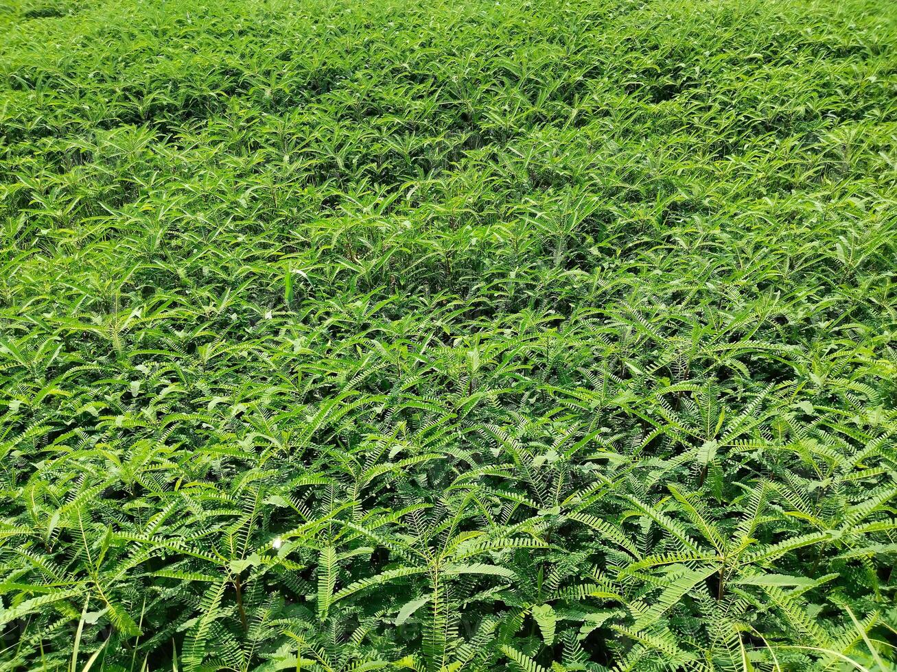 The legume Sesbania bispinosa, also known as Sesbania aculeata Pers., is a small tree in the genus Sesbania. Dhaincha is generally grown as a green manuring crop in India. feeding and soil improvement photo